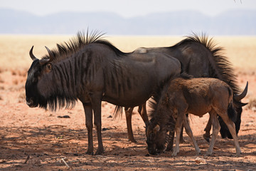 Fototapeta premium jungens Streifengnu (Connochaetes taurinus) im Namib-Naukluft-Nationalpark in Namibia