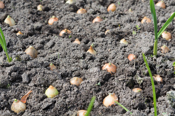 Young onion grow in the ground, gardening concept