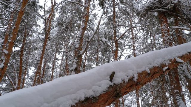 Fallen Pillar of Pine tree covered with snow in Wild virgin nature. Winter Pines Forest. Steadicam shot. Walking in the winter woods. Christmas or New Year time.