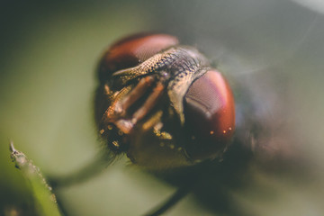 Macro shot of a fly