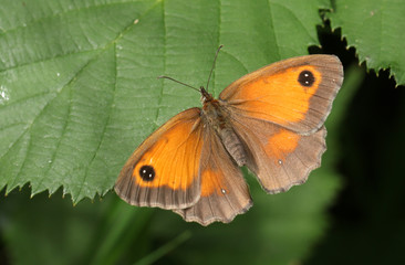 A Gatekeeper Butterfly (Pyronia tithonus) perched on a leaf with its wing open.