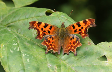 Fototapeta na wymiar A beautiful Comma Butterfly (Polygonia c-album) perched on a leaf with its wings open.
