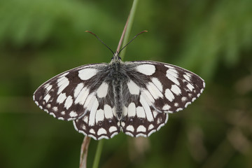 A pretty Marbled White Butterfly (Melanargia galathea) perched on a blade of grass with its wings open.
