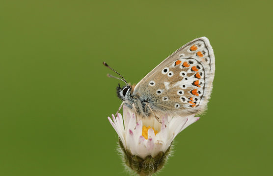 A pretty Brown Augus Butterfly (Aricia agestis) perched on a daisy flower.