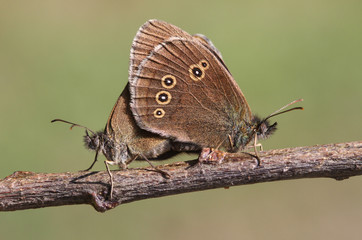 The side view of a mating pair of Ringlet Butterfly (Aphantopus hyperantus) perched  on a twig with their wings closed .