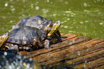 turtles in the sun on the lake of the Botanical Garden in Rio de Janeiro Brazil