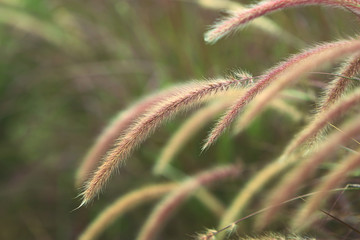 Fresh ornamental grass field