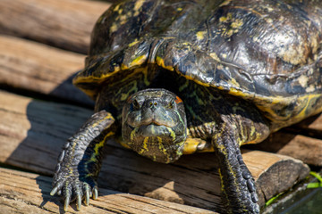 turtles in the sun on the lake of the Botanical Garden in Rio de Janeiro Brazil