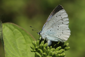 Fototapeta na wymiar A pretty Holly Blue Butterfly (Celastrina argiolus) laying eggs.