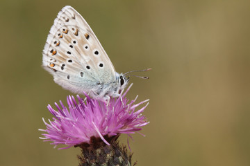 Fototapeta na wymiar A pretty Chalk Hill Blue Butterfly (Polyommatus coridon) perching on a Knapweed flower.