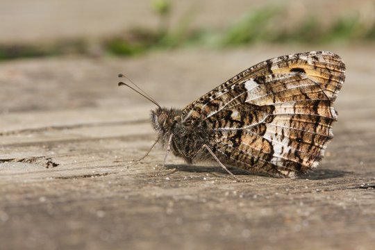 A pretty Grayling Butterfly (Hipparchia semele) perched on the ground with it wings closed.