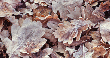 First frost on fallen oak leaves in the forest, natural outdoor background