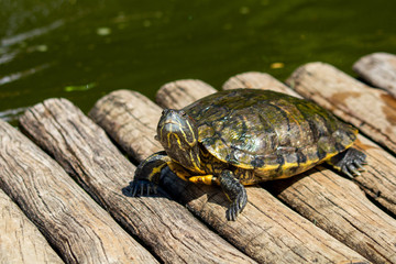 turtles in the sun on the lake of the Botanical Garden in Rio de Janeiro Brazil