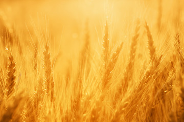 Field of rye, agricultural eco background