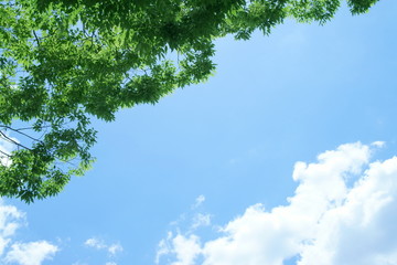 新緑と青空（爽やかなイメージ）
