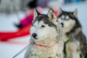 Husky sled in the snowy mountain