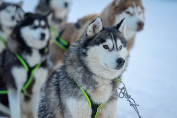 Husky sled in the snowy mountain