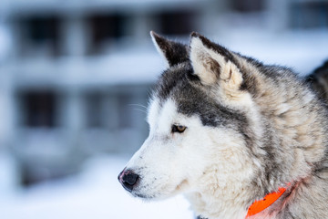 Obraz premium Husky na śniegu.