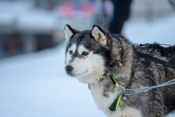 Husky sled in the snowy mountain