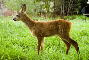 little deer on a meadow with green grass