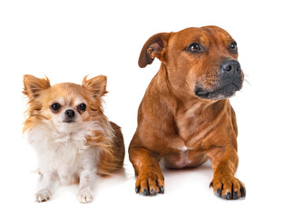 Obraz premium staffordshire bull terrier and chihuahua