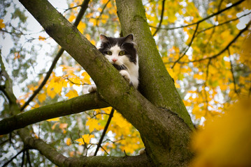 cat on a tree. autumn