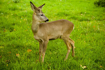 little deer on a meadow with green grass