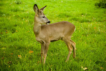 little deer on a meadow with green grass