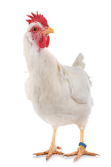 Leghorn chicken in studio