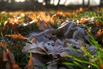 closeup of leaves on the lawn
