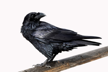 Raven On White Background