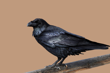 raven on a brown background