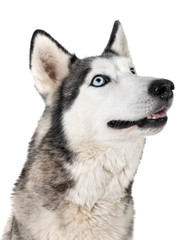 siberian husky in studio