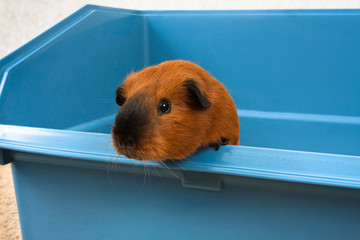 redhead guinea pig leans out of the cage