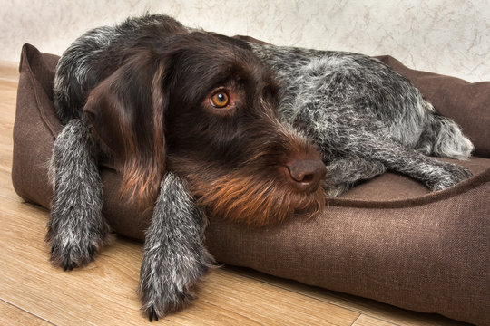 hunting dog resting in the dog bed at home