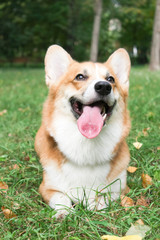 Corgi for a walk in spring park on a background of green grass