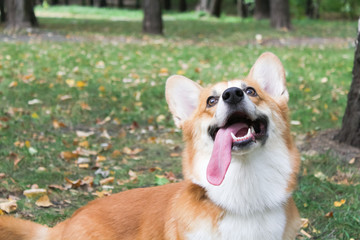 Corgi for a walk in spring park on a background of green grass