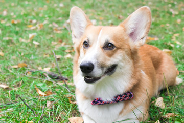 Corgi for a walk in spring park on a background of green grass