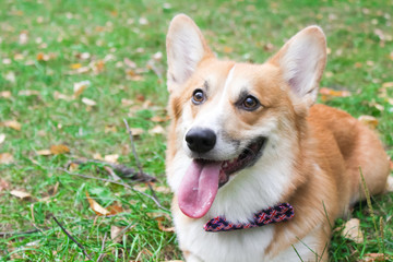 Corgi for a walk in spring park on a background of green grass