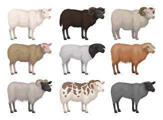 Flat vector set of sheeps and rams of different breeds. Domestic animal with woolly coat. Farm creature. Livestock farming