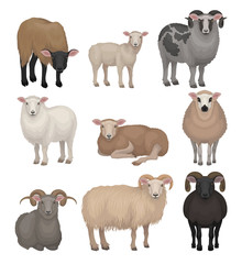 Flat vector set of cute sheeps and rams. Farm animals with woolly coat and curved horns. Domestic creature. Livestock farming