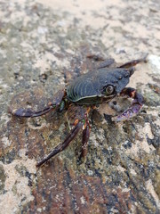 Crab on stone