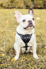Fototapeta premium French Bulldog in spring park on a background of green grass