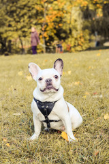 French Bulldog in spring park on a background of green grass