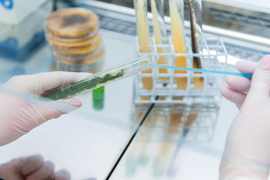 mold inoculation