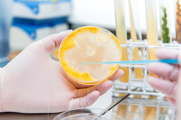 mold inoculation