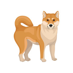 Detailed flat vector portrait of cute Shiba Inu. Dog with red-beige coat. Domestic animal. Home pet