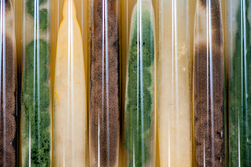 molds and fungi slant tubes background