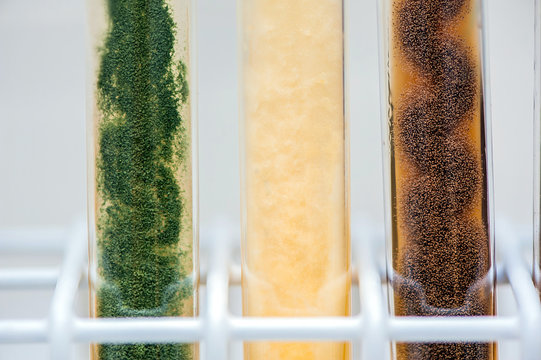 molds in test tubes