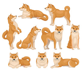 Set of cute Shiba Inu in different poses. Home pet. Dog with red-beige fur and fluffy tail. Detailed flat vector icons